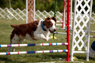 Beschäftigungskurs Hunde