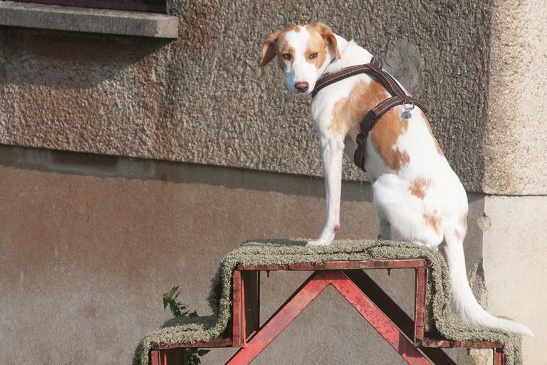 Hund auf Treppe