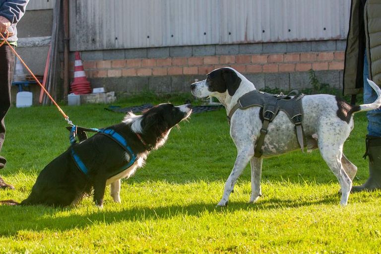 Hundebegegnungen